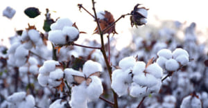 cotton fiber 23424