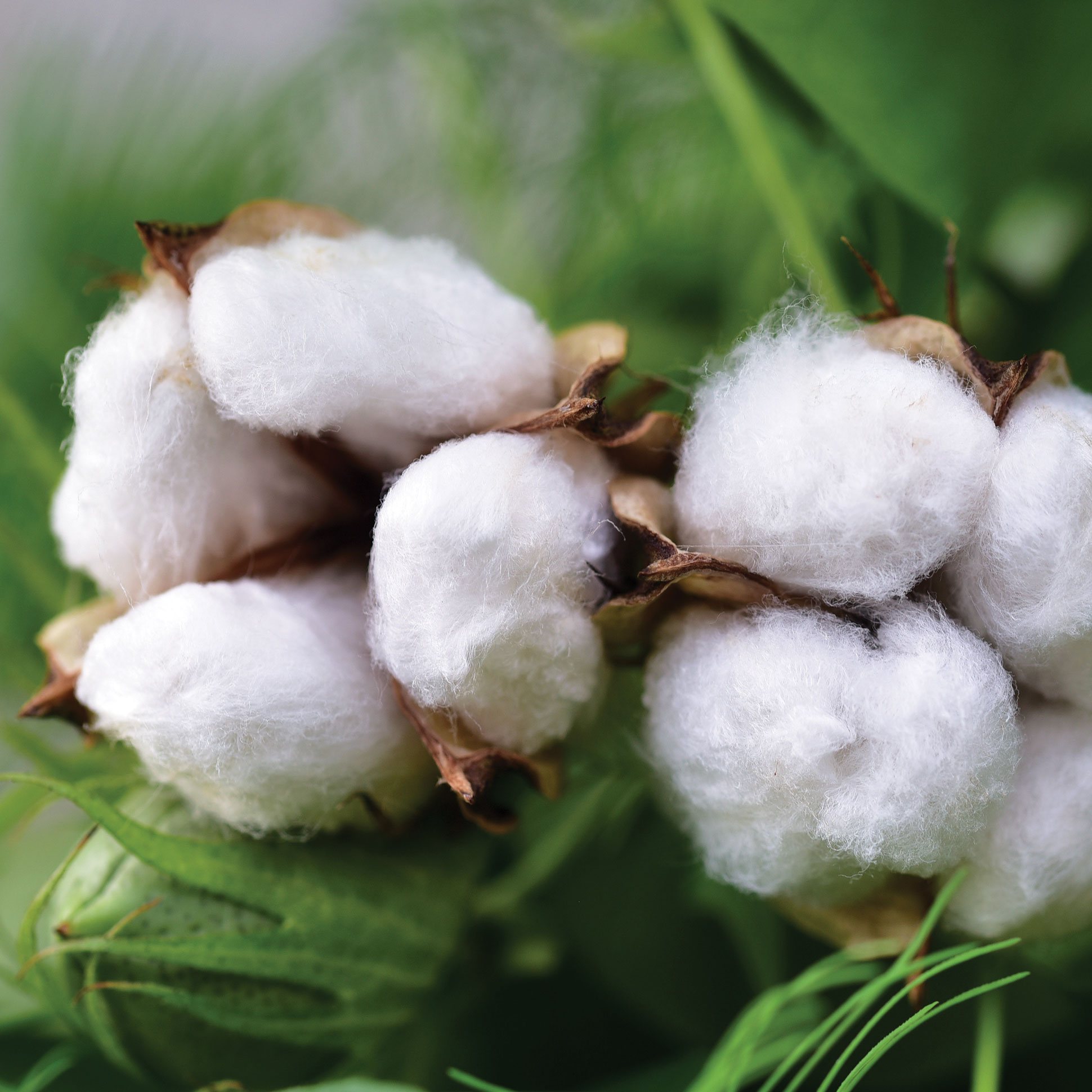 New GOTS Rules in Place Regarding Cotton Fibres and Ginning