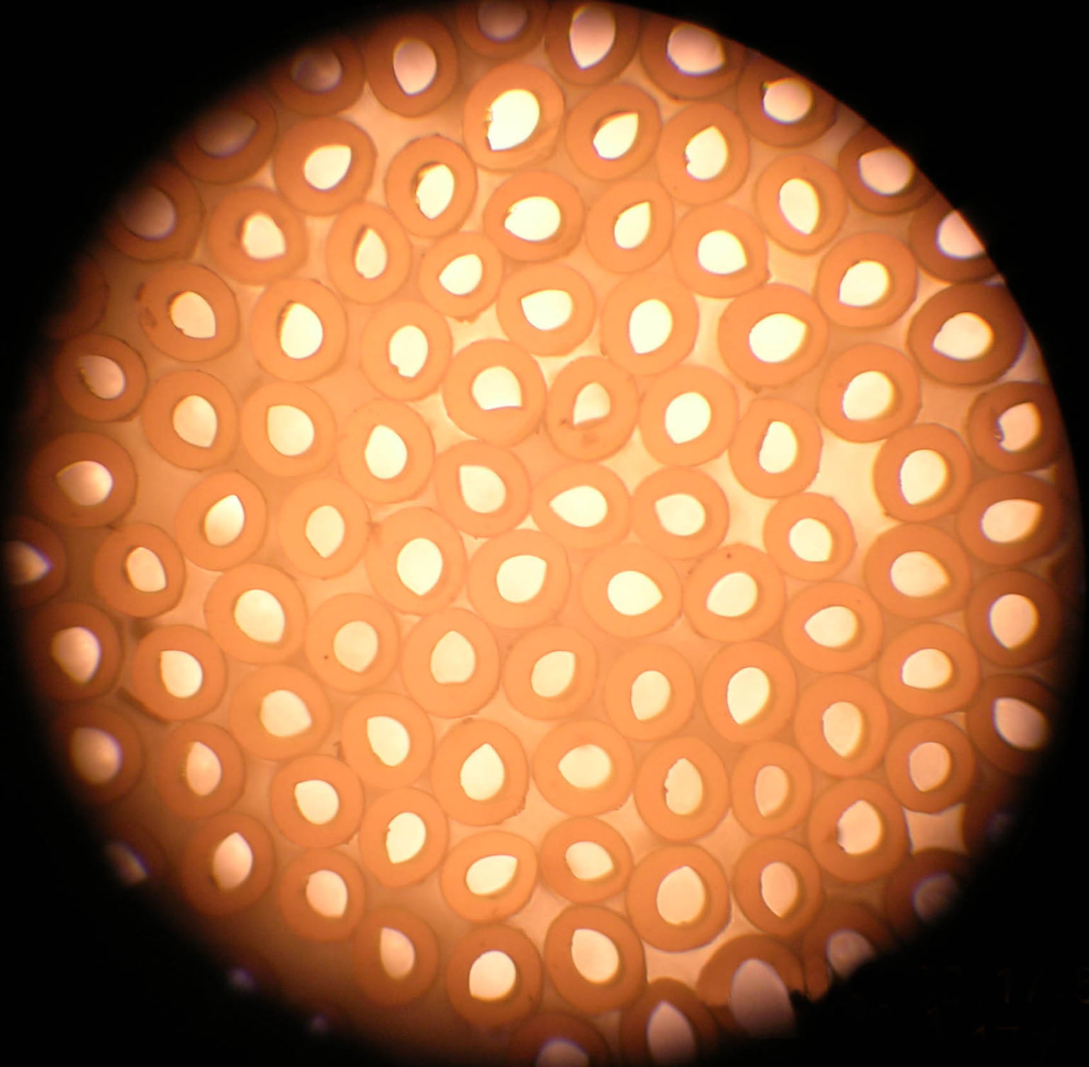 The Difference Between Microfiber and Hollow Fiber POLYESTER STAPLE