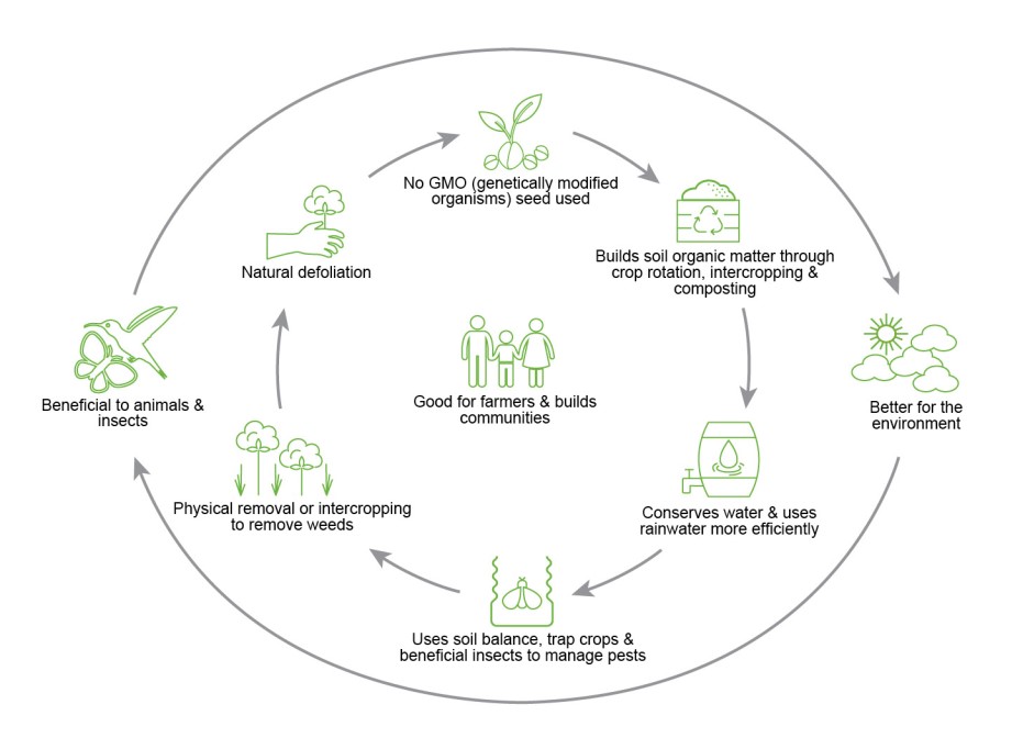 ORGANIC COTTON LIFECYCLE — Direct to Source