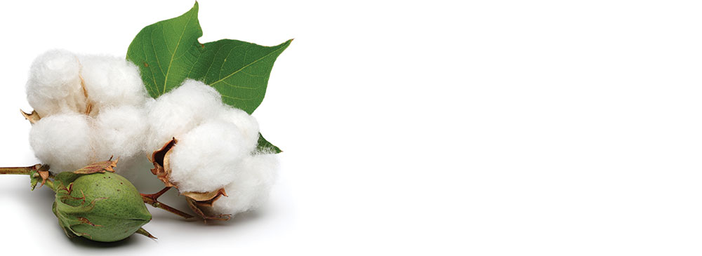 Organic Cotton, plant Fibers